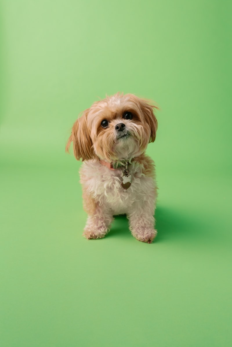 芝生の上の小型犬