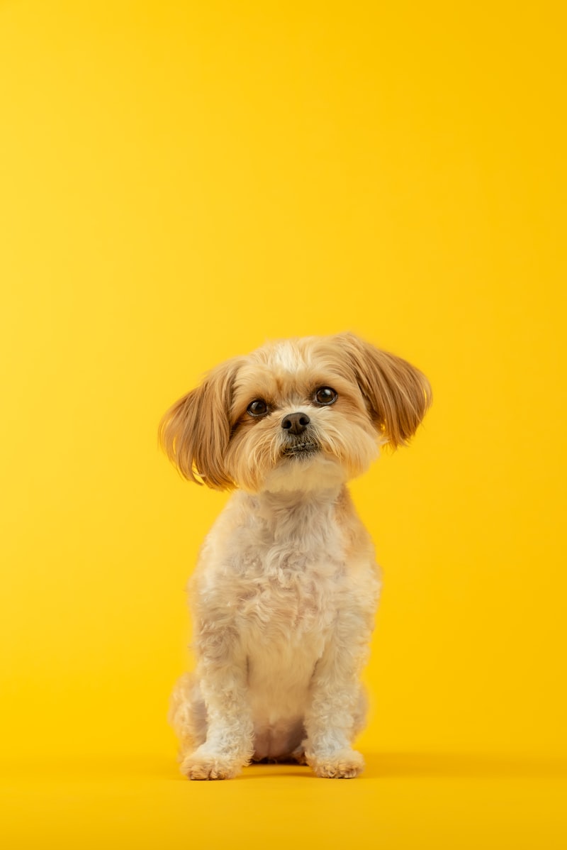 パステルイエロー背景の白い犬
