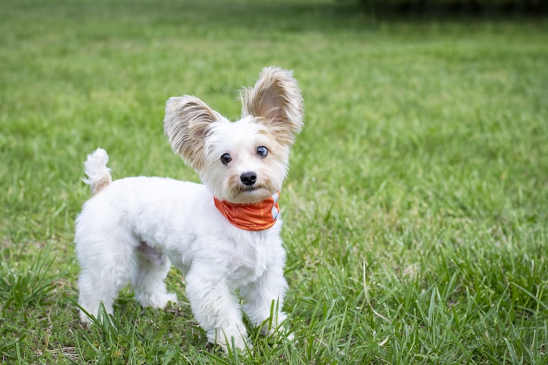 芝生でくつろぐ白い子犬