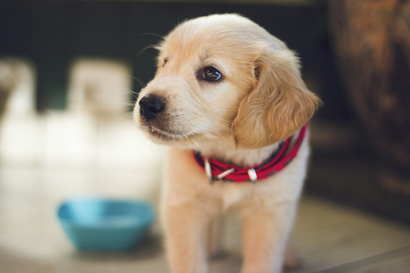 ゴールデンレトリバーの子犬